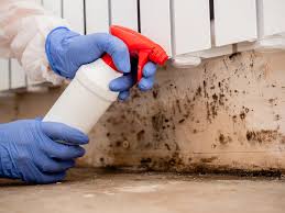 Trusted Chestertown, MD Mold Removal Services Experts